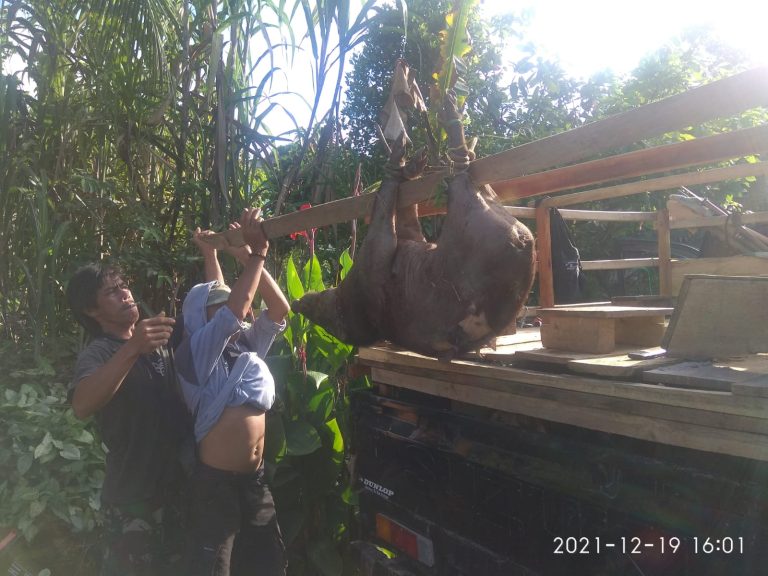 Rekor, Tim Pemburu Berhasil Musnahkan 120 Ekor Babi Hutan di Ujungloe