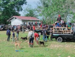 Warga Antusias Buru Babi di Tamatto, Hingga Siang 30 Ekor Dimusnahkan