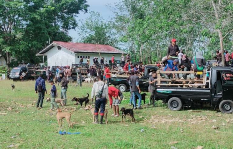 Warga Antusias Buru Babi di Tamatto, Hingga Siang 30 Ekor Dimusnahkan