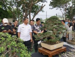 Pertama kali Gelar, Pameran Bonsai Bulukumba Pecahkan Rekor