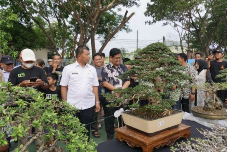 Pertama kali Gelar, Pameran Bonsai Bulukumba Pecahkan Rekor