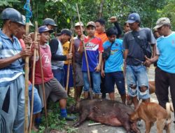 Perburuan Babi Kembali Dilakukan, 17 Ekor Babi Dibasmi di Batukaropa