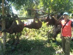 Pasca Lebaran, Tim Pemburu Hama Babi Kembali Beraksi