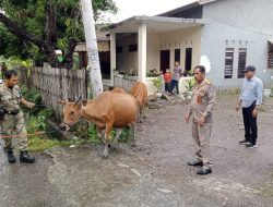 Satpol PP Intens Patroli Ternak Liar dalam Kota