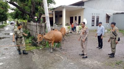 Satpol PP Intens Patroli Ternak Liar dalam Kota