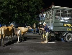 Empat Sapi Terjaring Razia, Satpol PP Minta Pemiliknya Ambil dan Bayar Denda