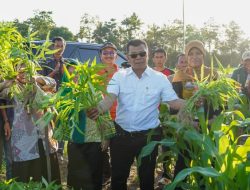 Tingkatkan Produk Sayuran, Bupati Andi Utta Launching Si Petarung Emas