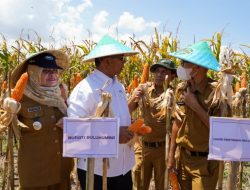 Panen Raya Jagung, Andi Utta Ajak Pemuda untuk Bertani: Jangan Gengsi