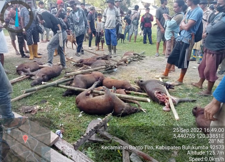 31 Ekor Babi Dibasmi di Desa Bontobarua Kecamatan Bontotiro