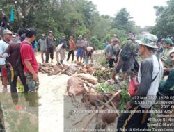 Perburuan Babi di Tanah Lemo Bontobahari Basmi 25 Ekor