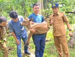 Sapi Wagyu Pertama Lahir di Bulukumba, Puluhan Wagyu Lainnya Segera Lahir