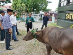 Dua Hari Operasi, Delapan Ekor Sapi Liar Ditangkap