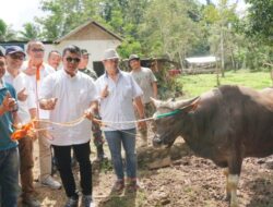 Bulukumba Kembali Pasok Sapi Kurban ke Kalimantan Utara, Dua Kali Lipat dari Tahun Lalu