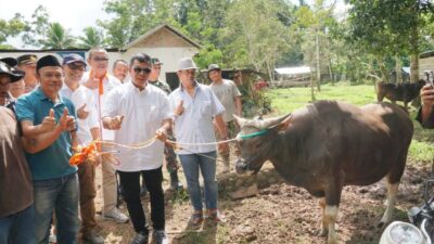 Bulukumba Kembali Pasok Sapi Kurban ke Kalimantan Utara, Dua Kali Lipat dari Tahun Lalu