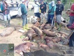 51 Ekor Hama Babi Berhasil di Musnahkan Oleh Tim Pemburu Hama Babi di Desa Bonto Marannu Kajang