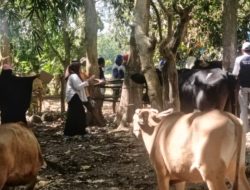 Cegah Penyakit Mulut dan Kuku, Dinas Pertanian Bulukumba Vaksinasi Ternak di Bontosunggu