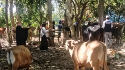 Cegah Penyakit Mulut dan Kuku, Dinas Pertanian Bulukumba Vaksinasi Ternak di Bontosunggu