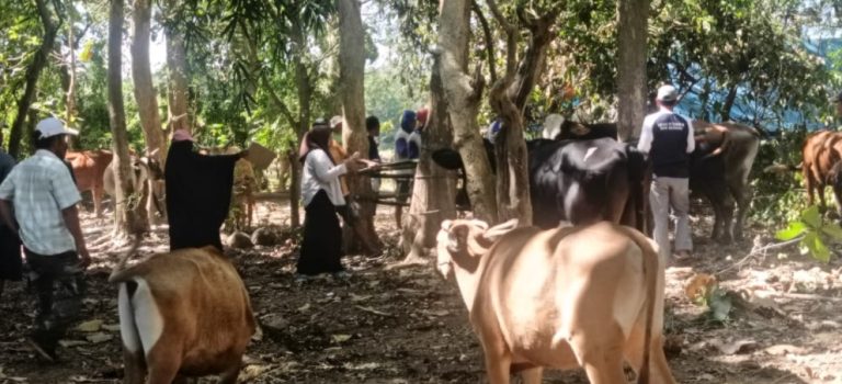 Cegah Penyakit Mulut dan Kuku, Dinas Pertanian Bulukumba Vaksinasi Ternak di Bontosunggu